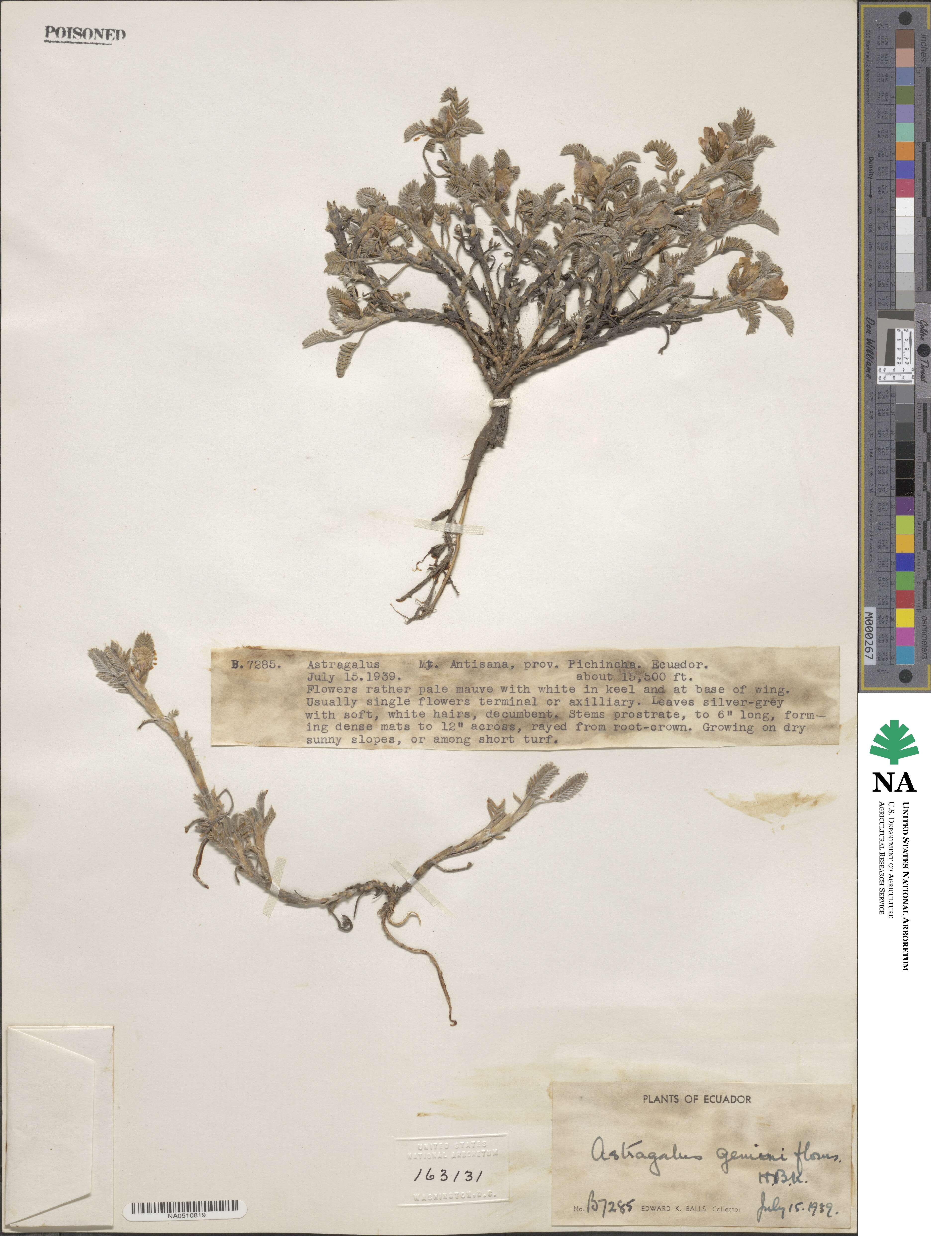 Astragalus geminiflorus image