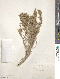 Astragalus chamissonis image