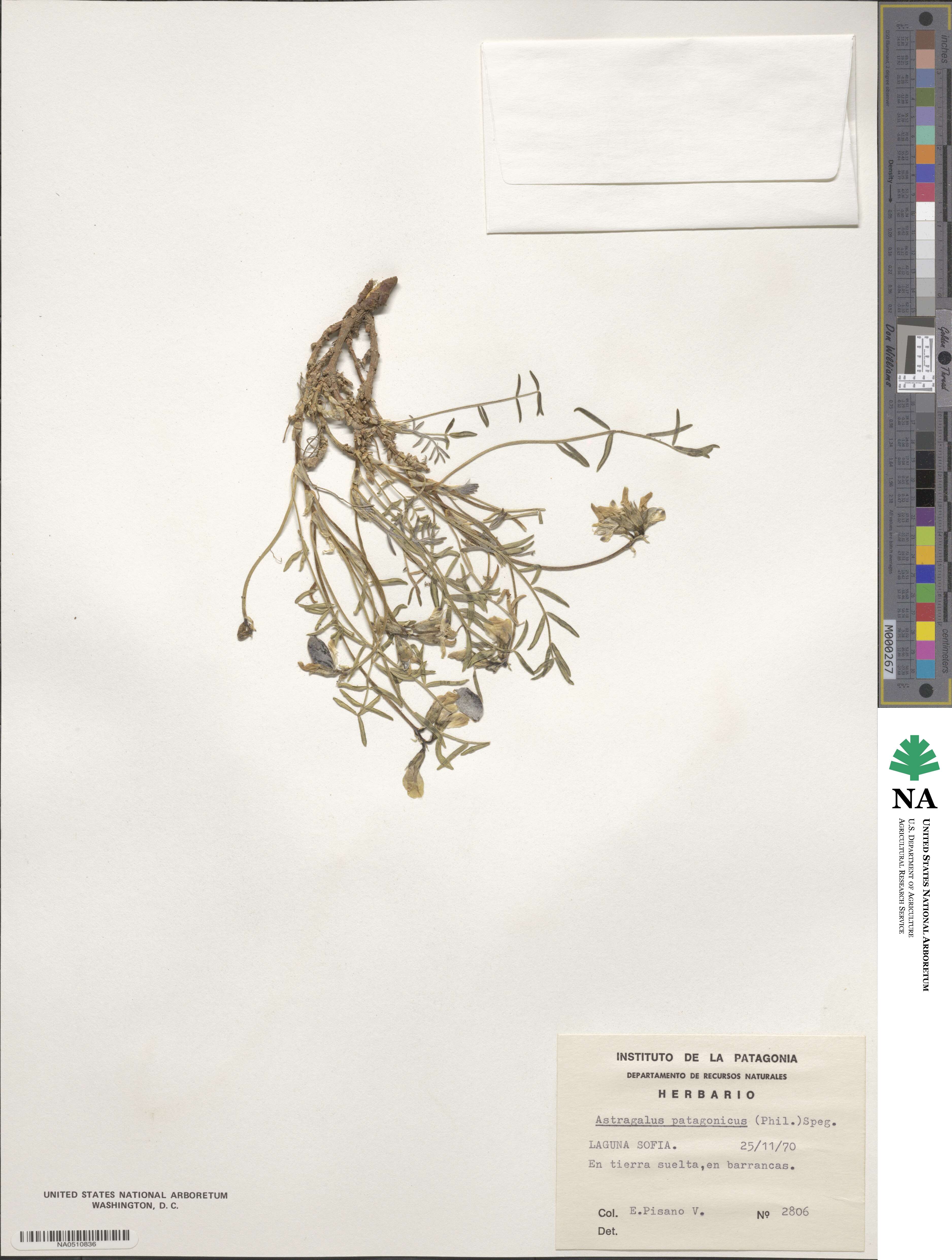 Astragalus patagonicus image