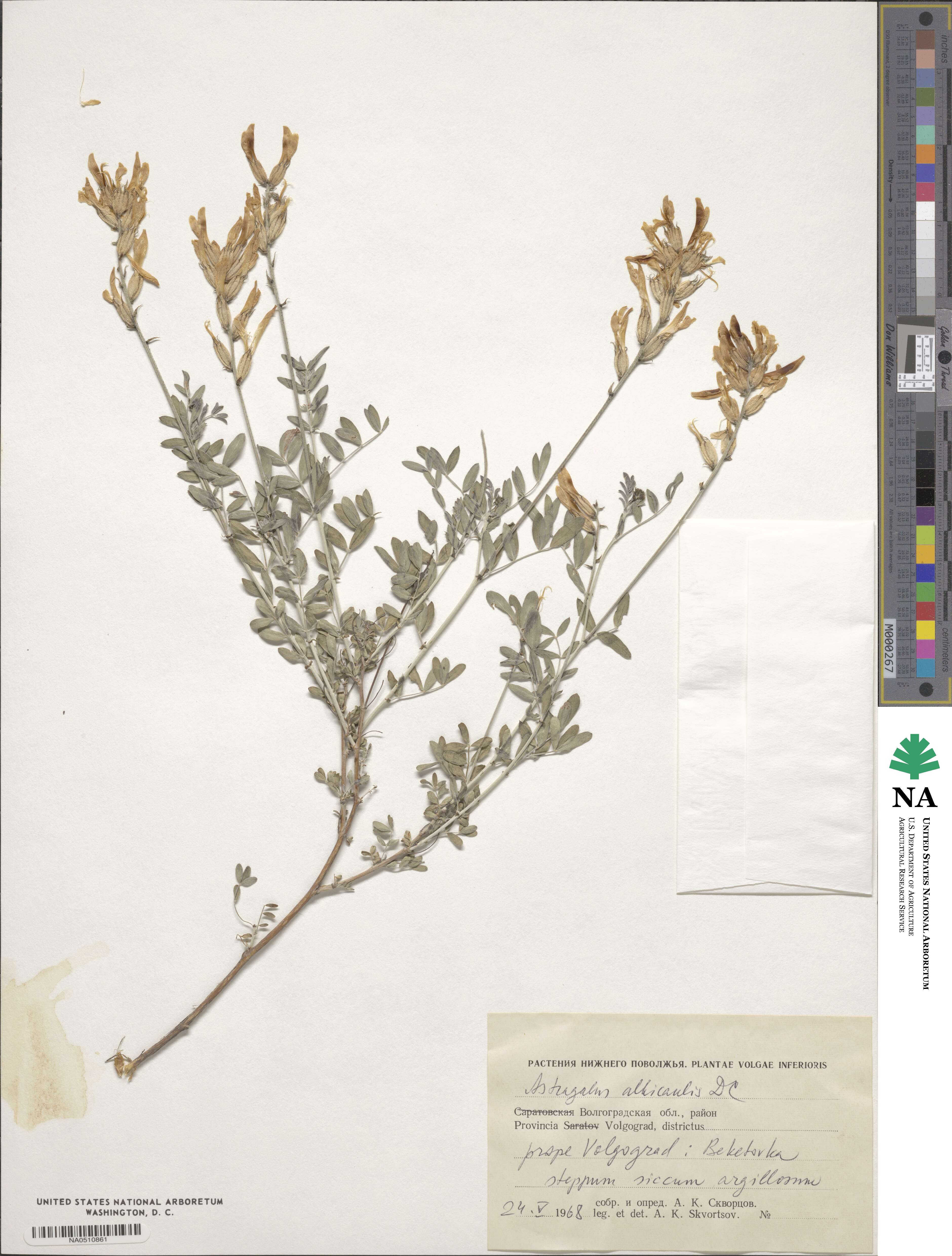 Astragalus albicaulis image