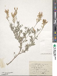 Astragalus albicaulis image