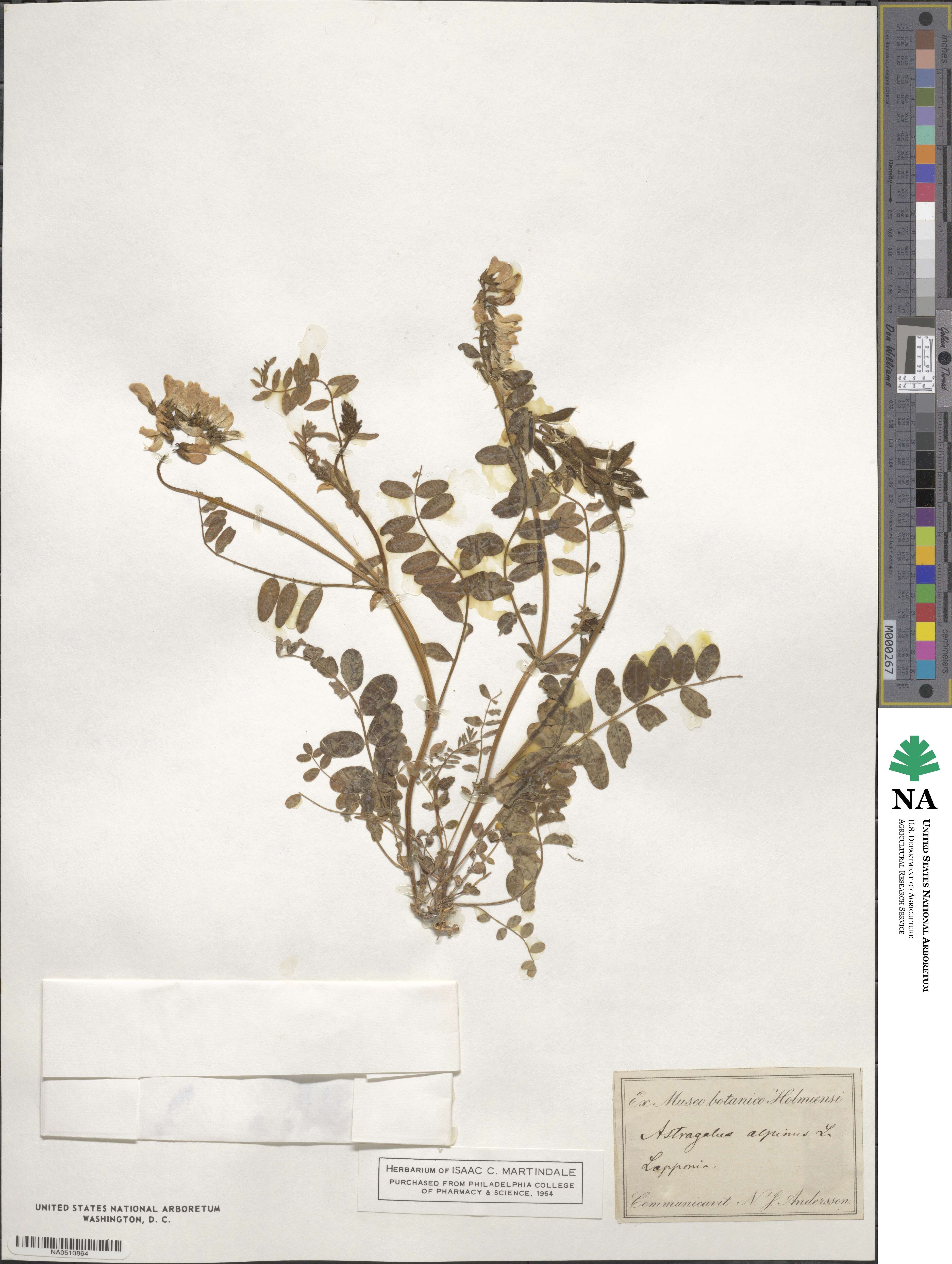 Astragalus alpinus image