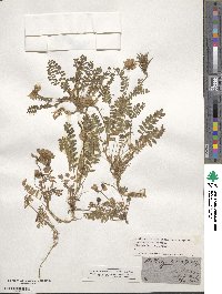 Astragalus alpinus image