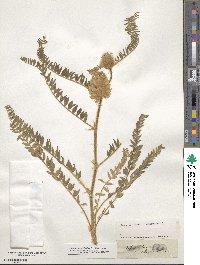 Astragalus alopecurus image