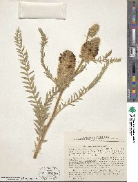 Astragalus alopecurus image