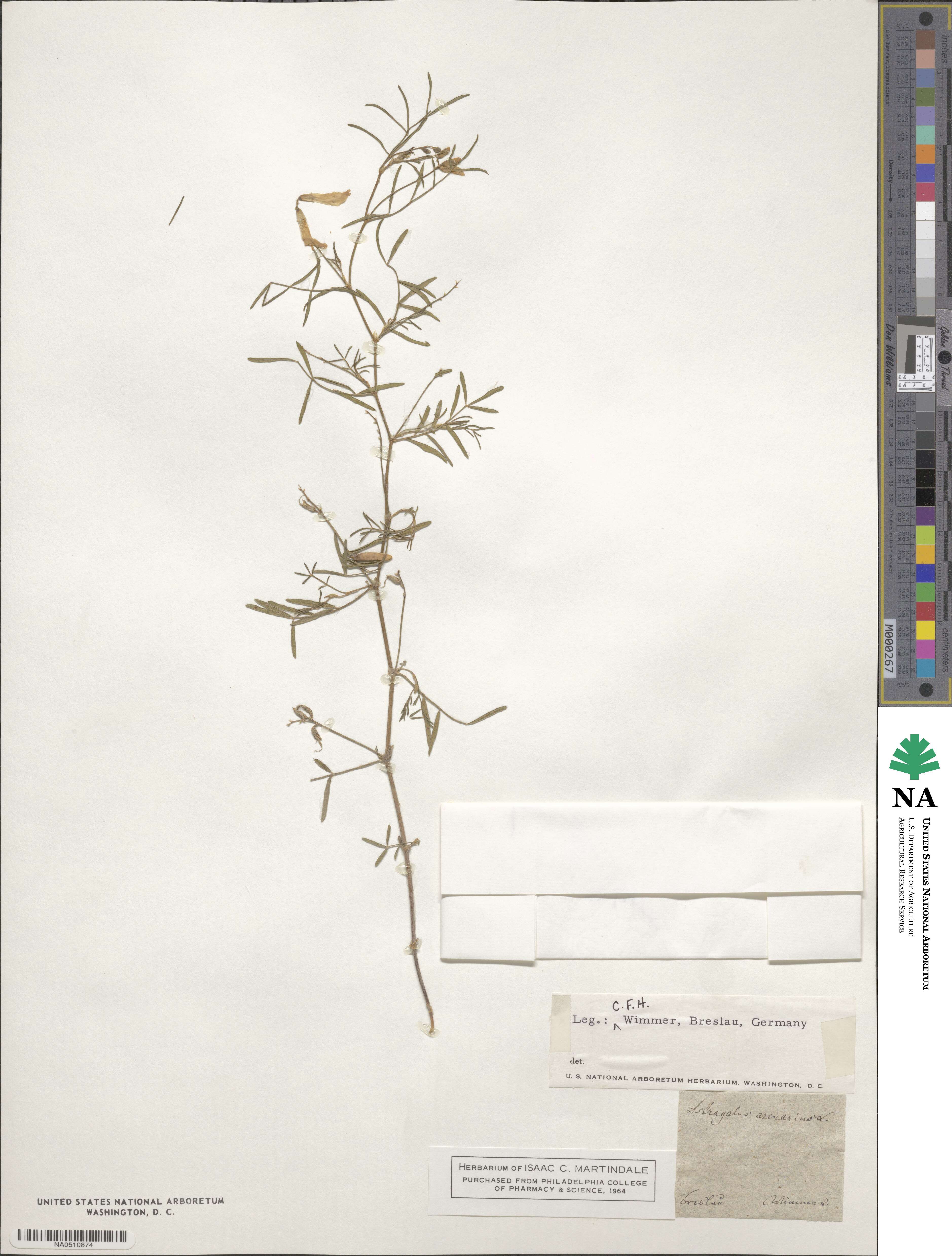 Astragalus arenarius image