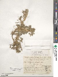 Astragalus aristatus image