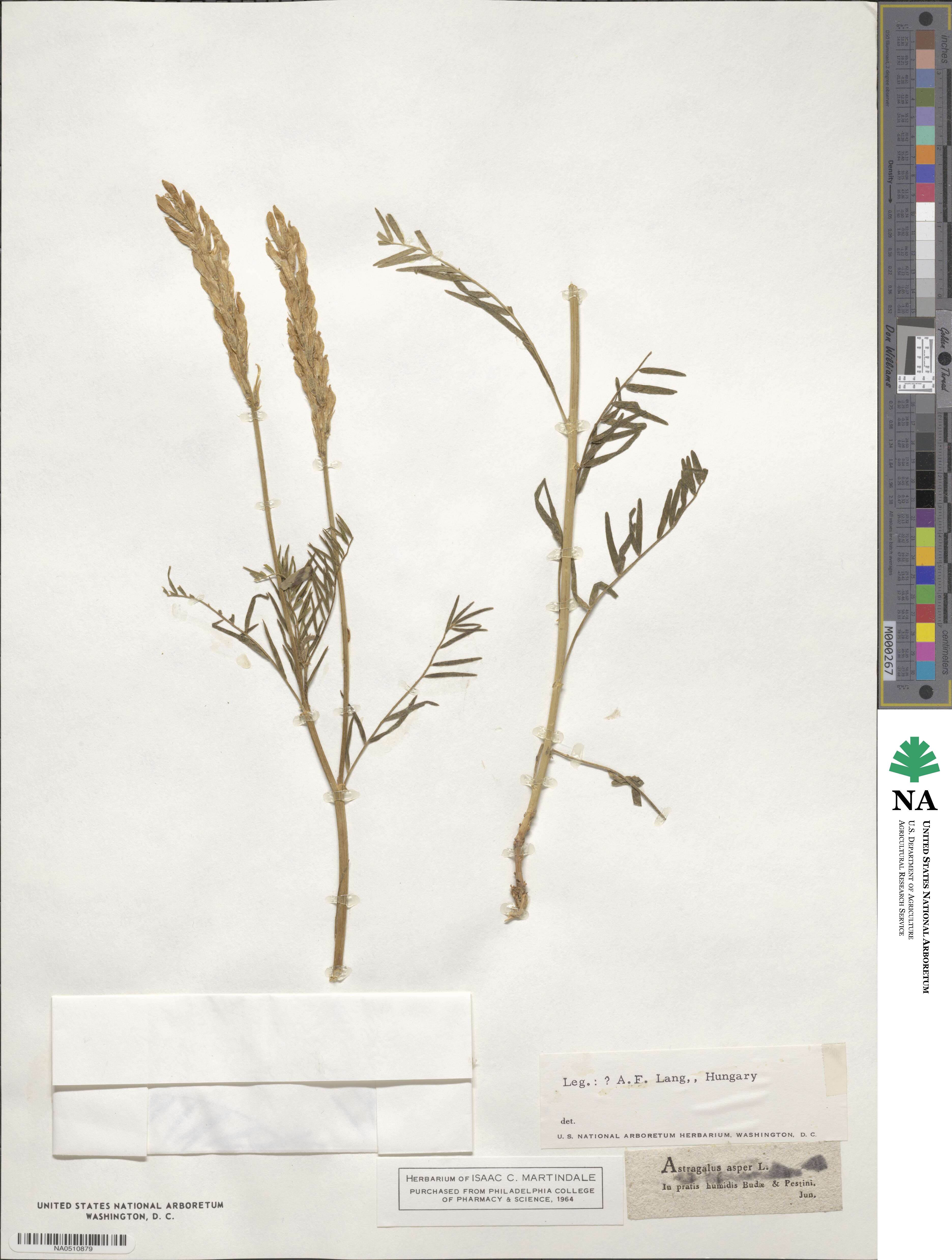Astragalus asper image