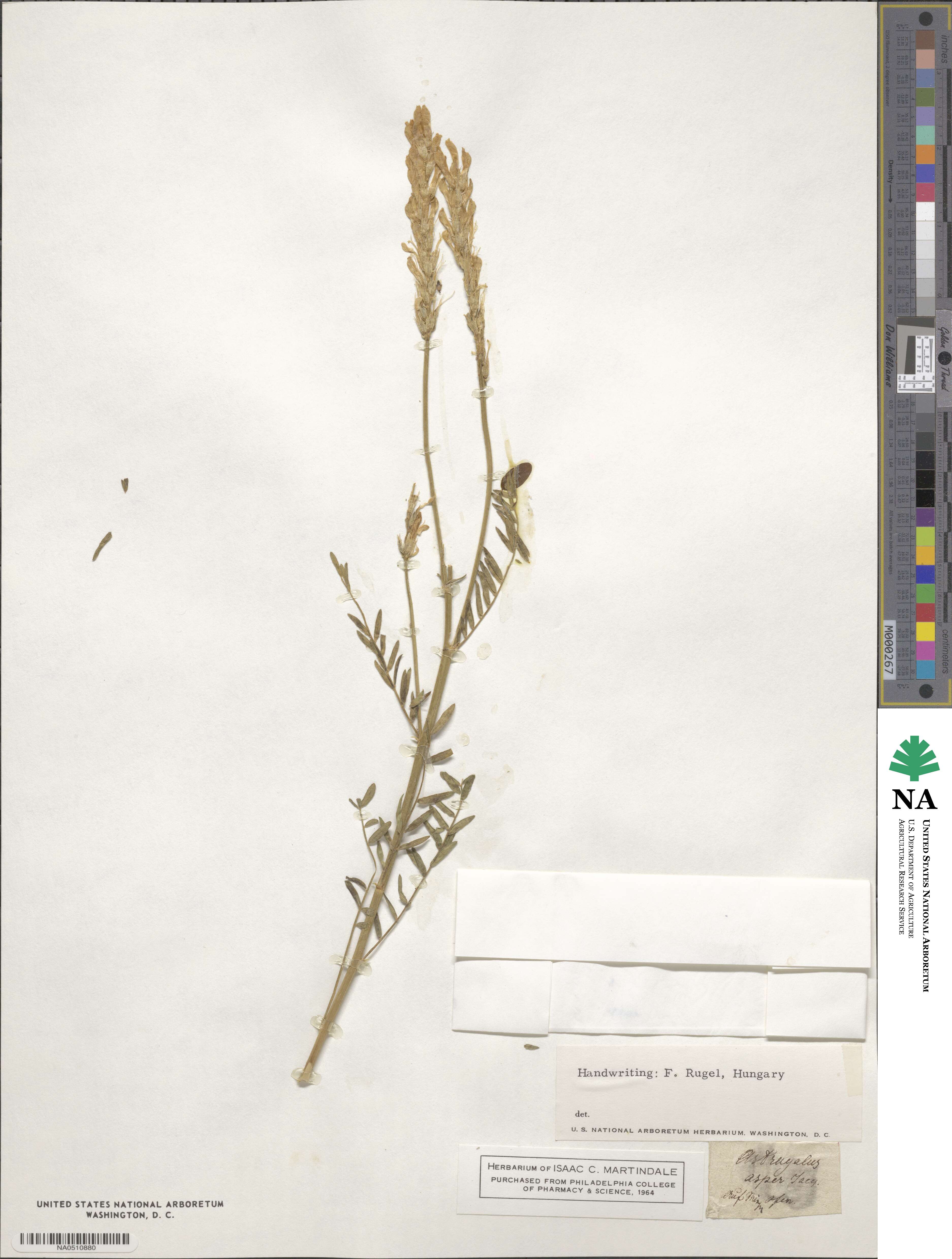 Astragalus asper image