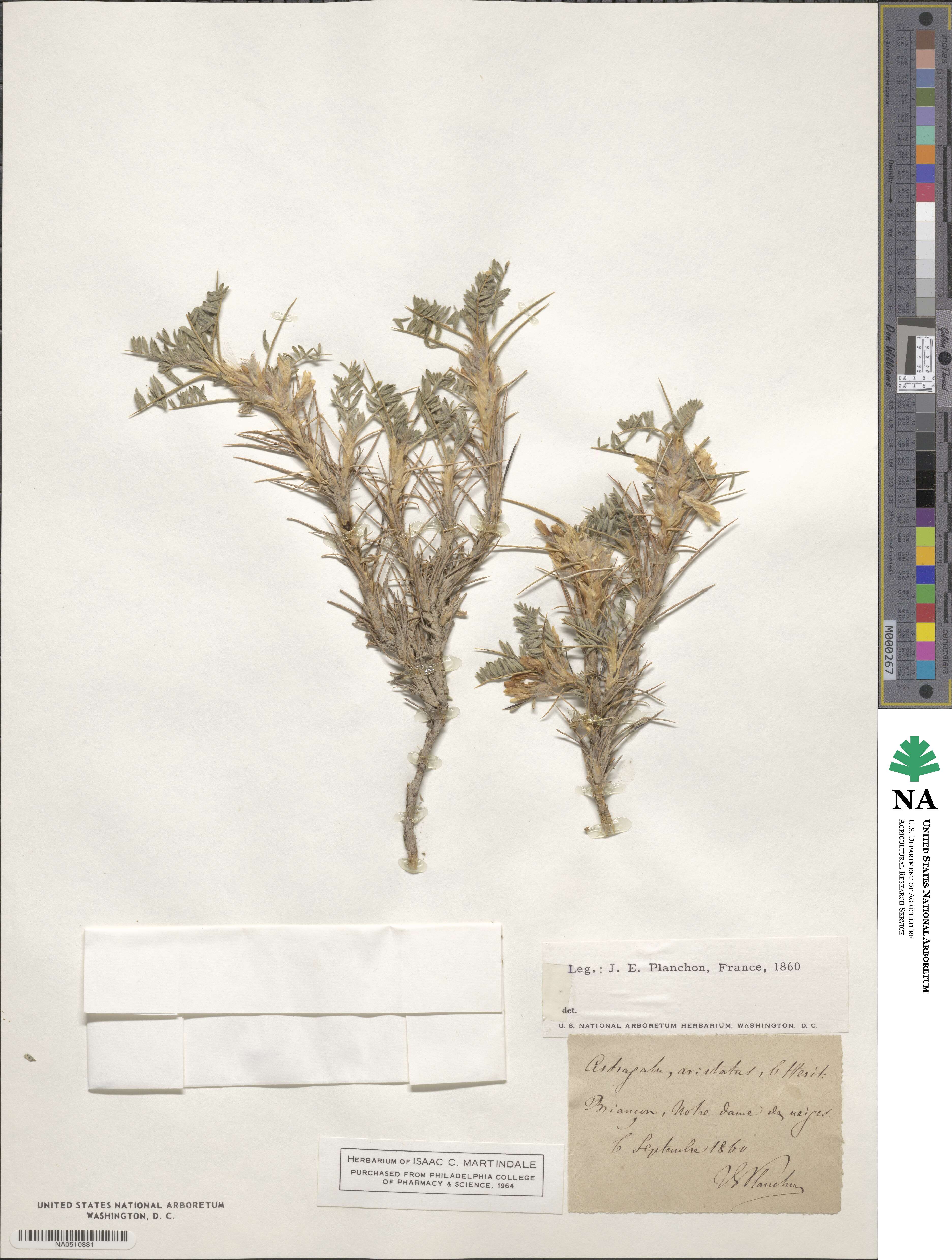 Astragalus aristatus image