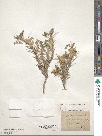 Astragalus aristatus image