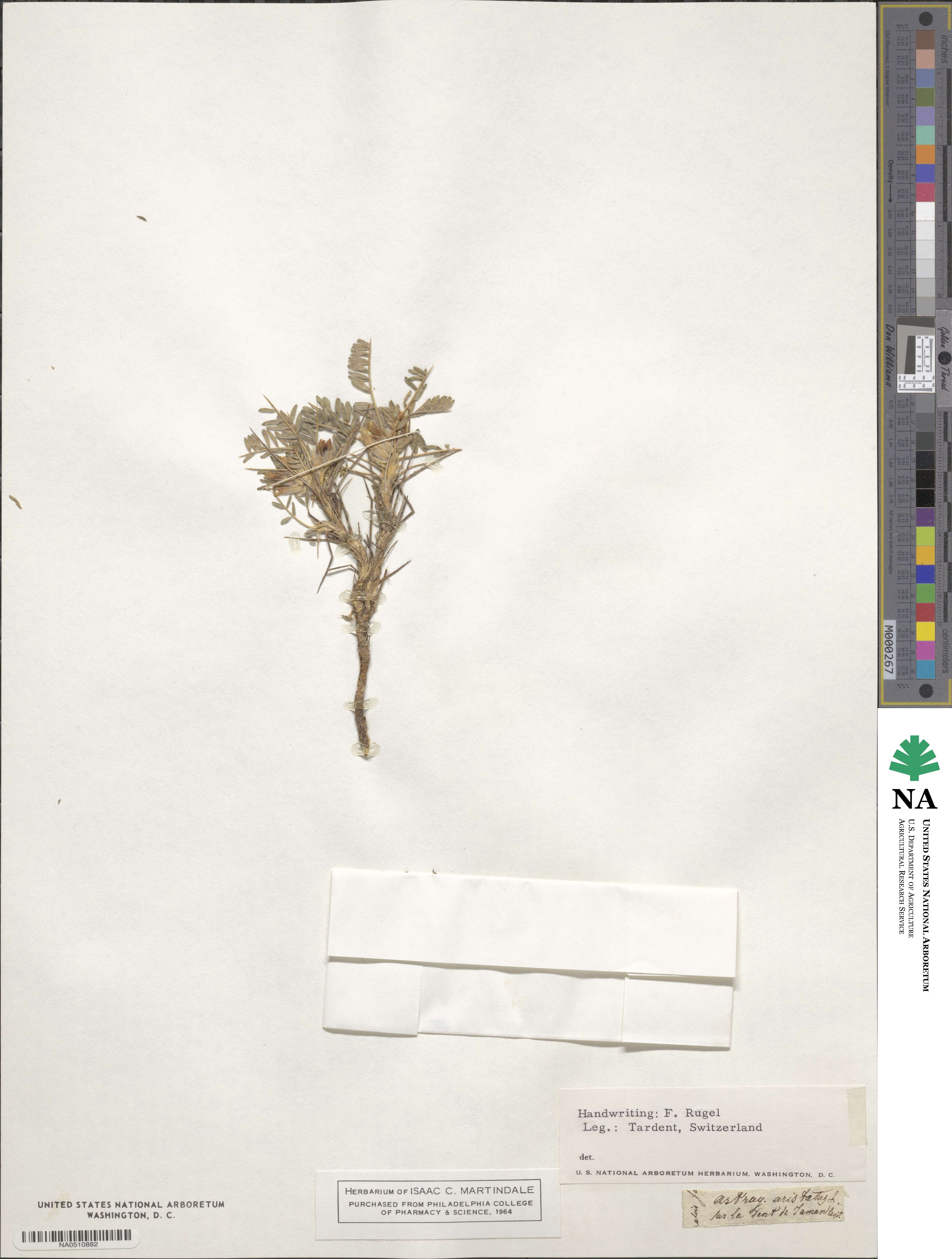 Astragalus aristatus image