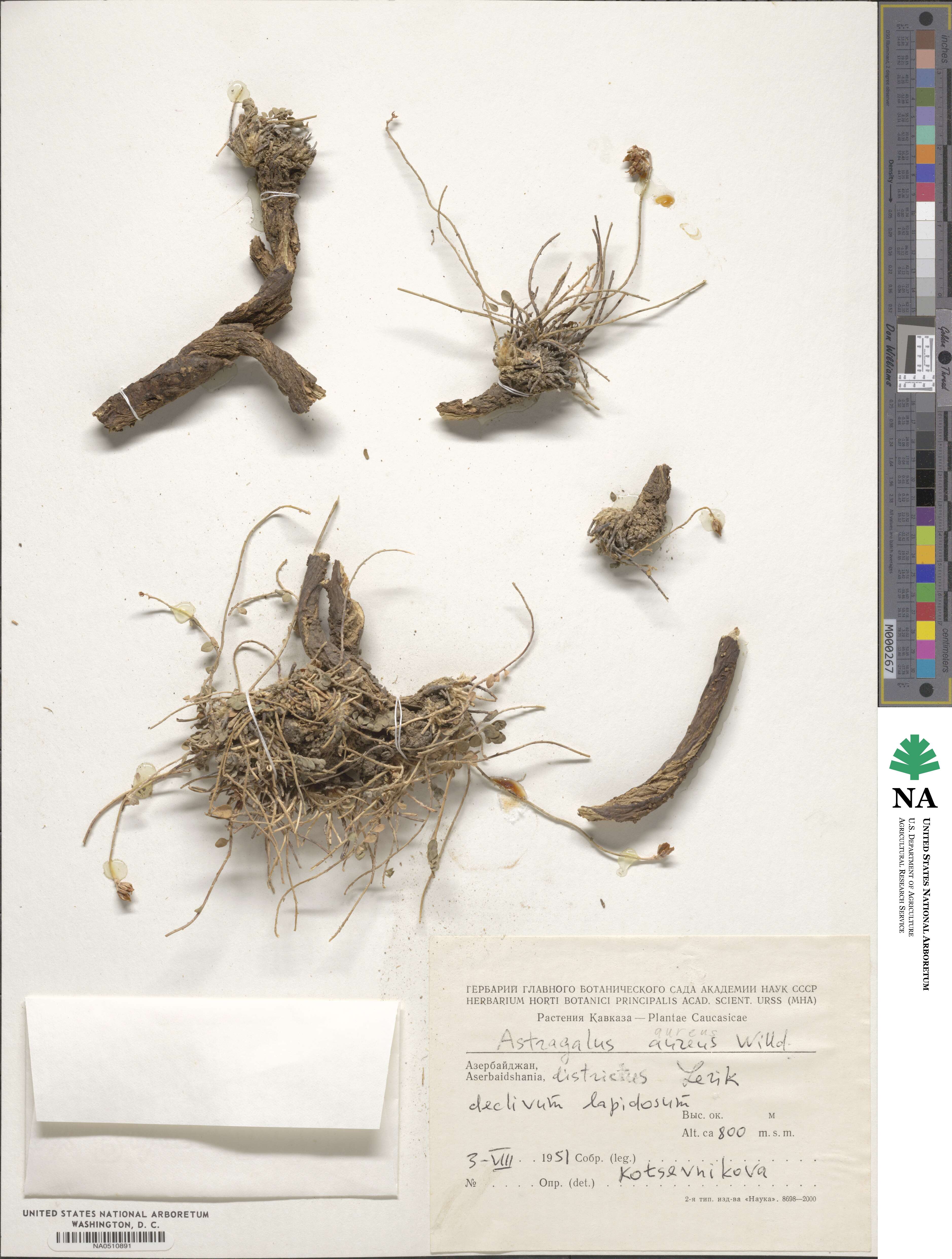 Astragalus aureus image