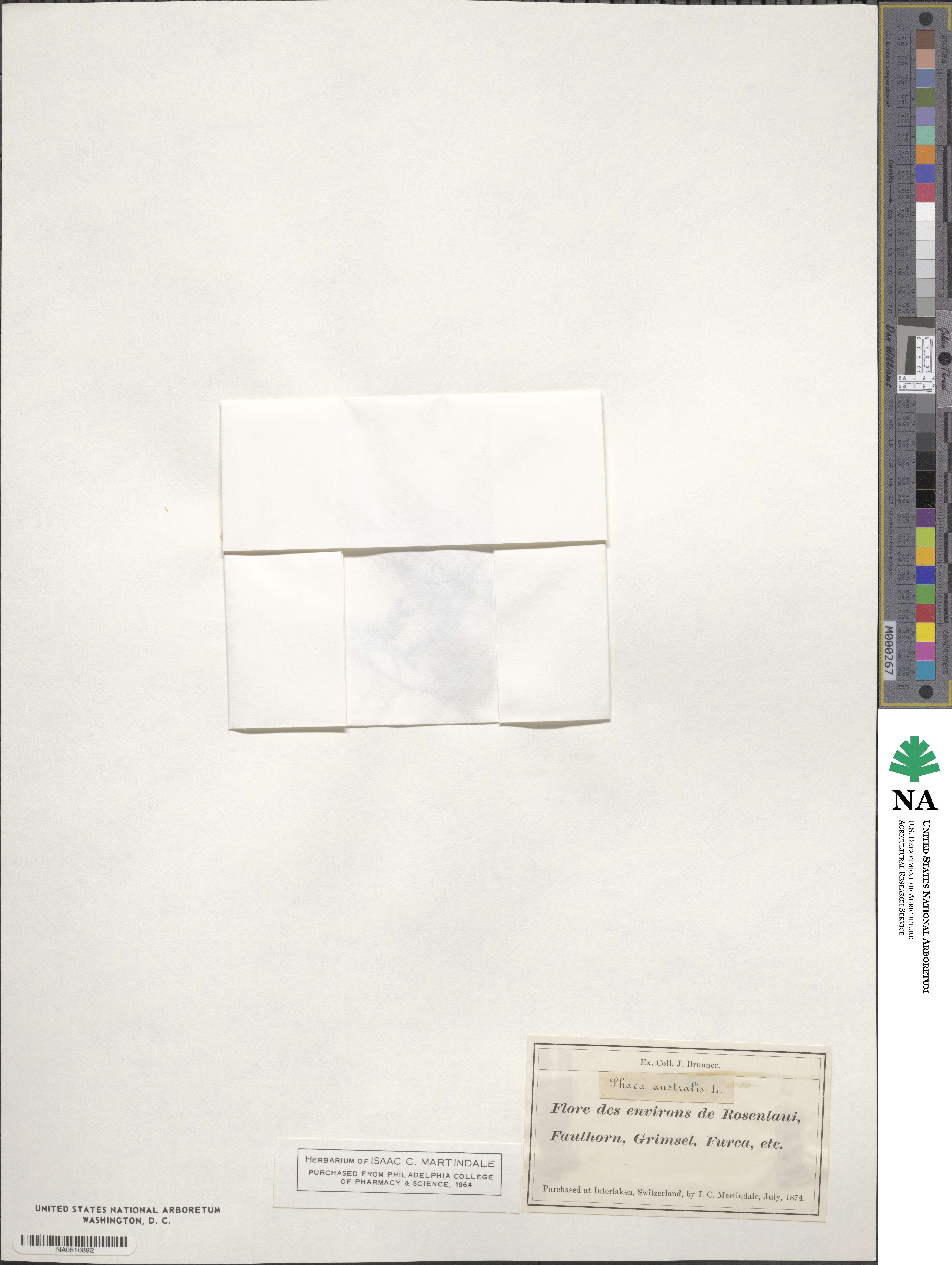 Astragalus australis image