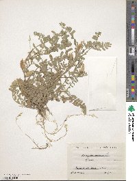 Astragalus boeticus image