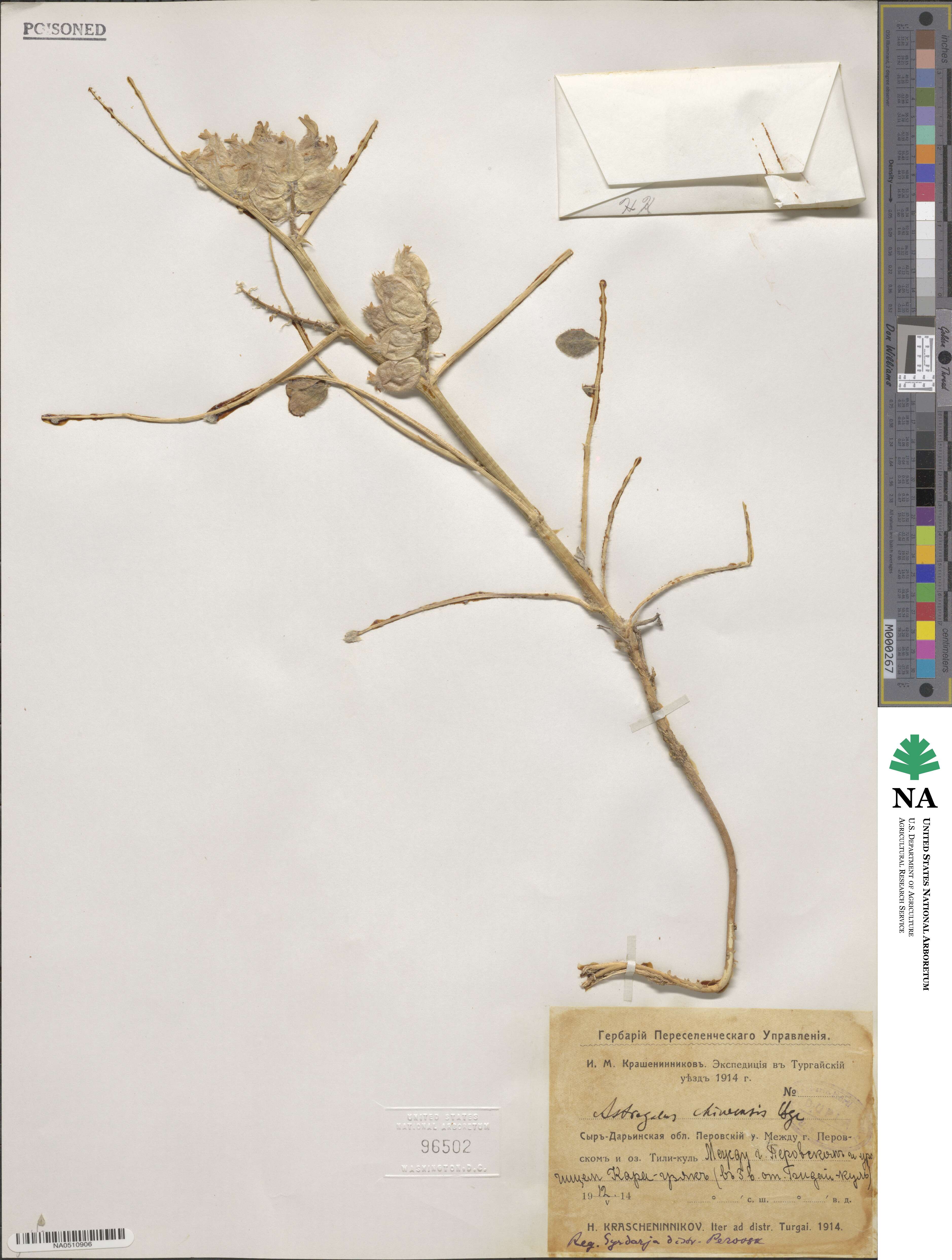 Astragalus chinensis image