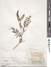 Astragalus falcatus image