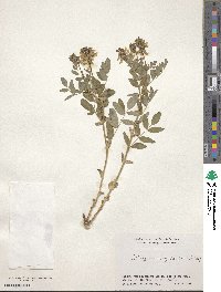 Astragalus frigidus image