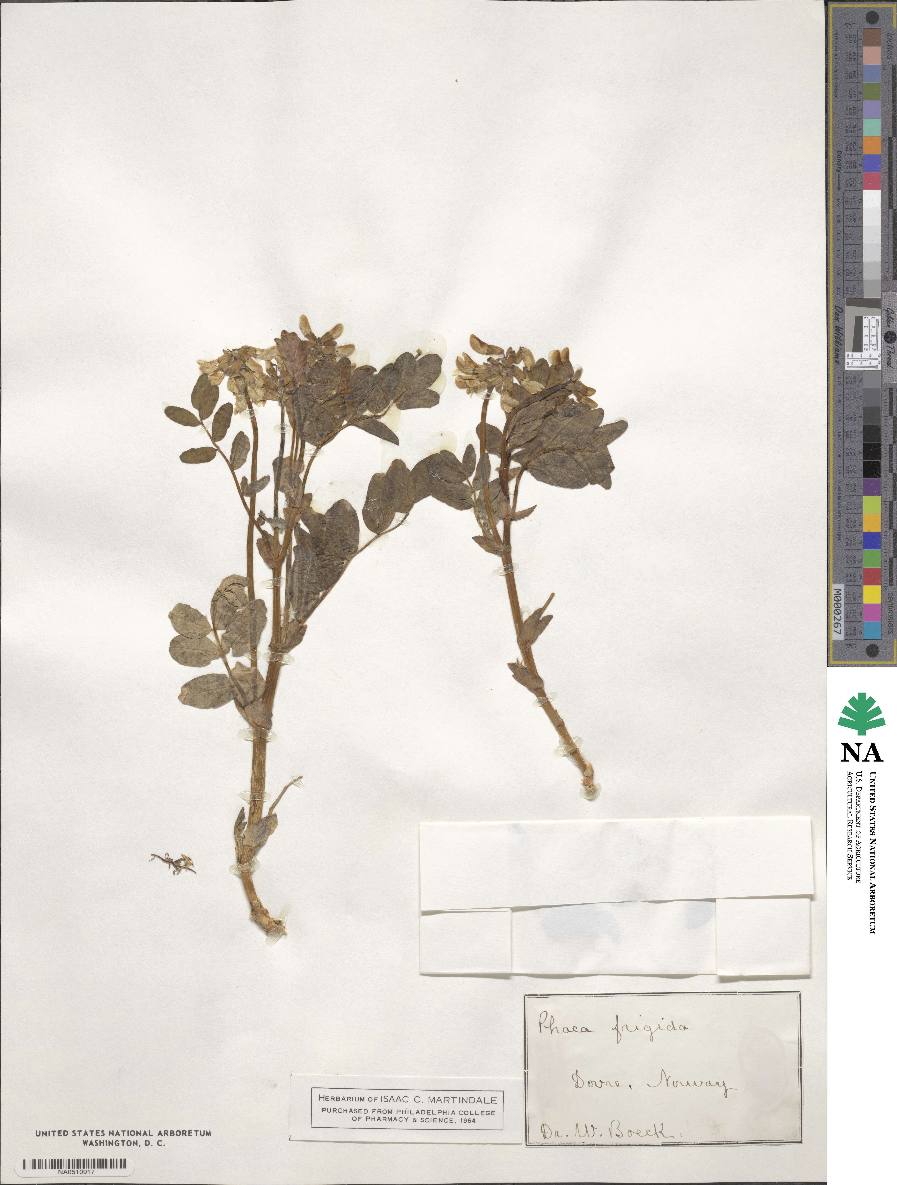 Astragalus frigidus image