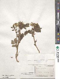 Astragalus frigidus image