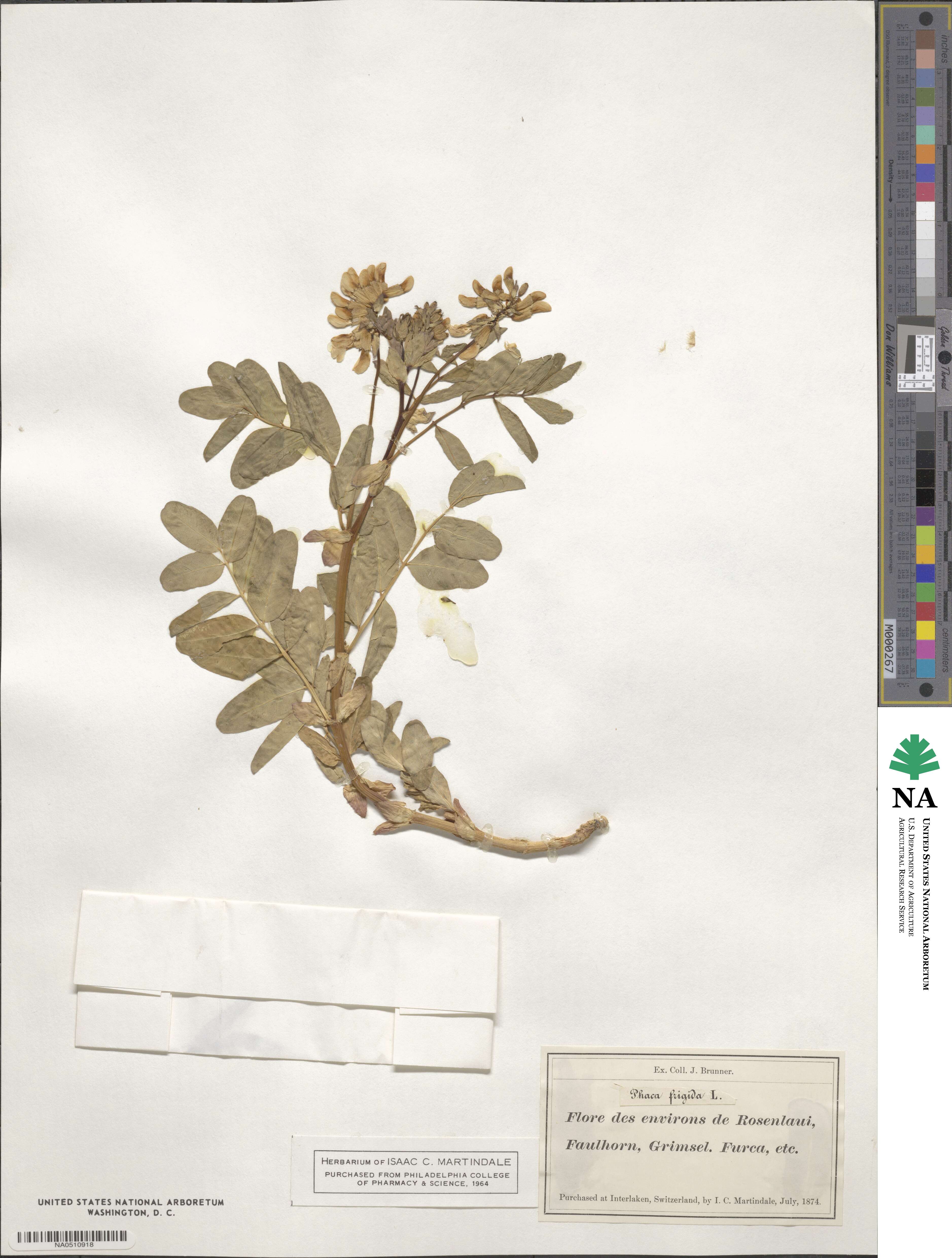 Astragalus frigidus image