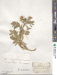 Astragalus frigidus image