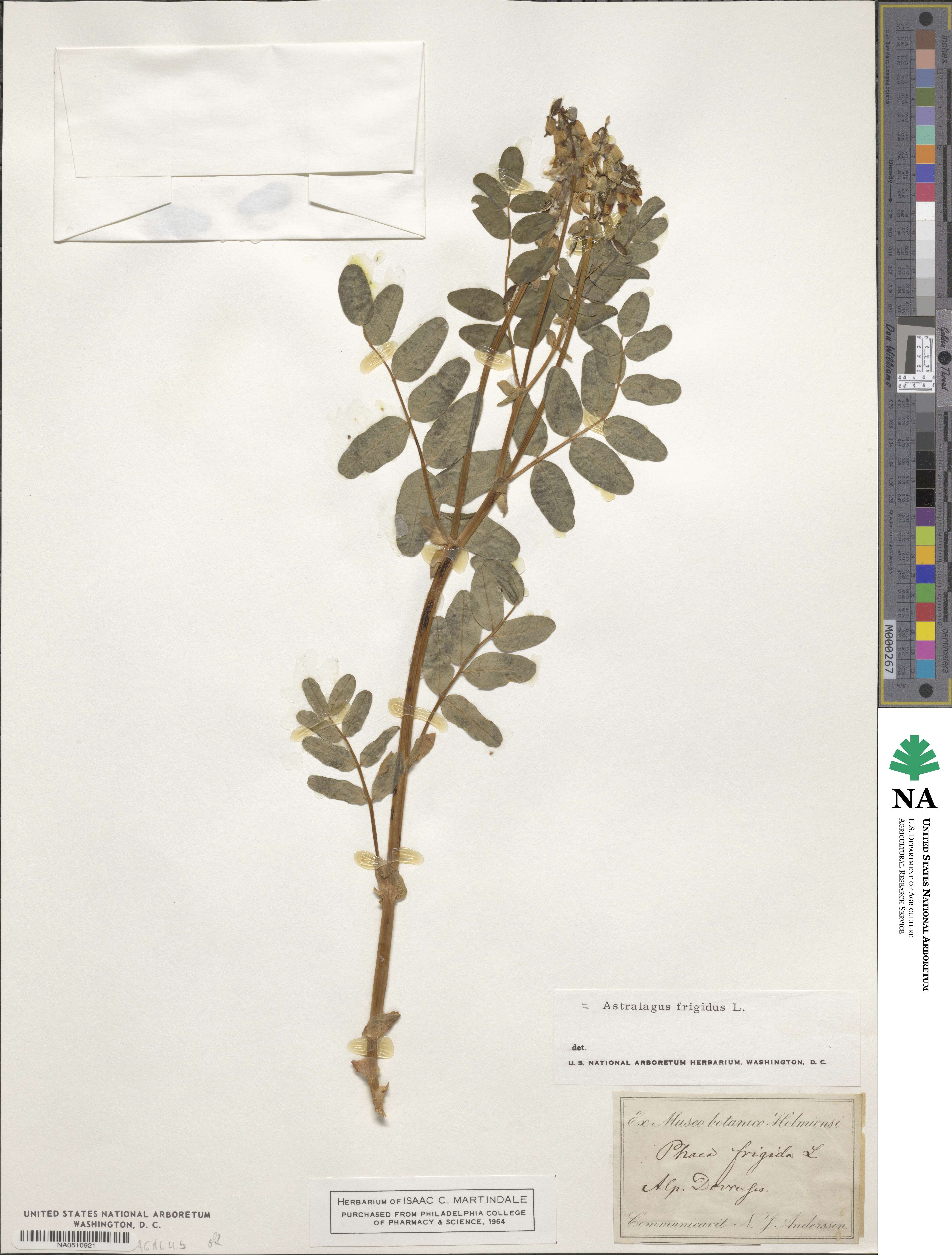 Astragalus frigidus image