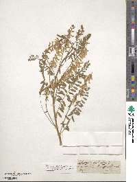 Astragalus galegiformis image