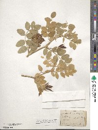 Astragalus glycyphyllos image
