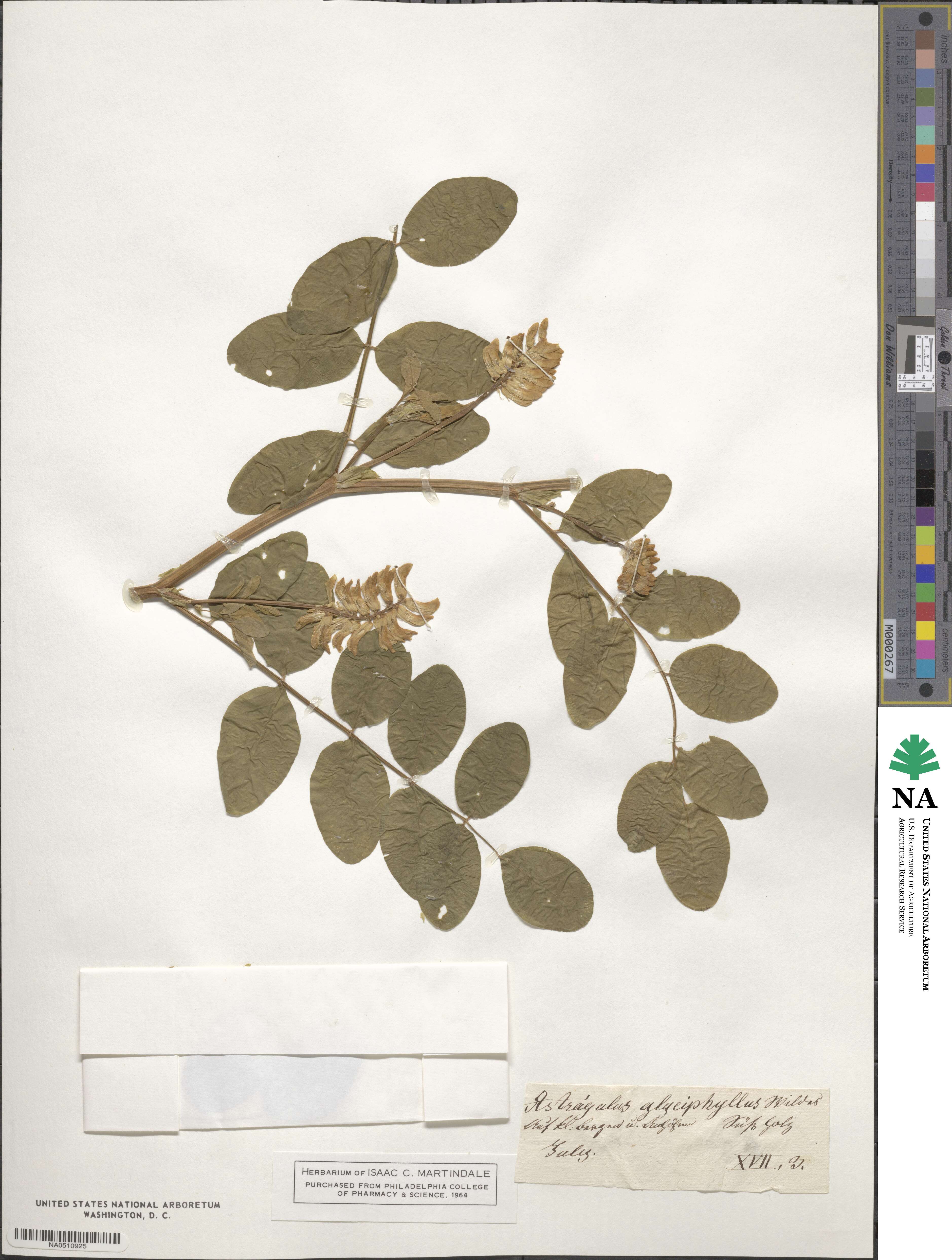 Astragalus glycyphyllos image