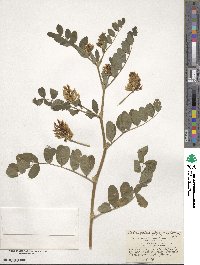 Astragalus glycyphyllos image