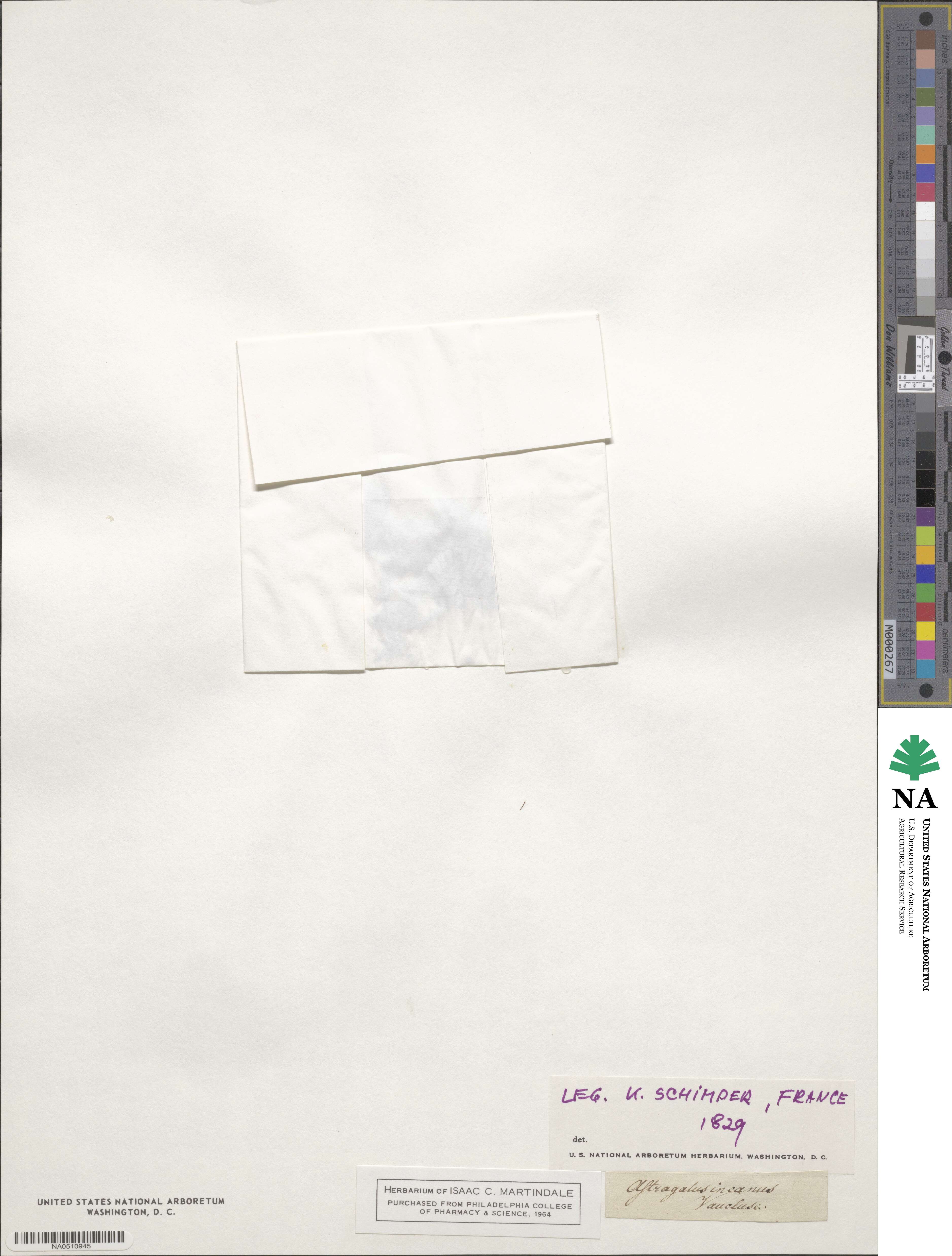 Astragalus hypoglottis image