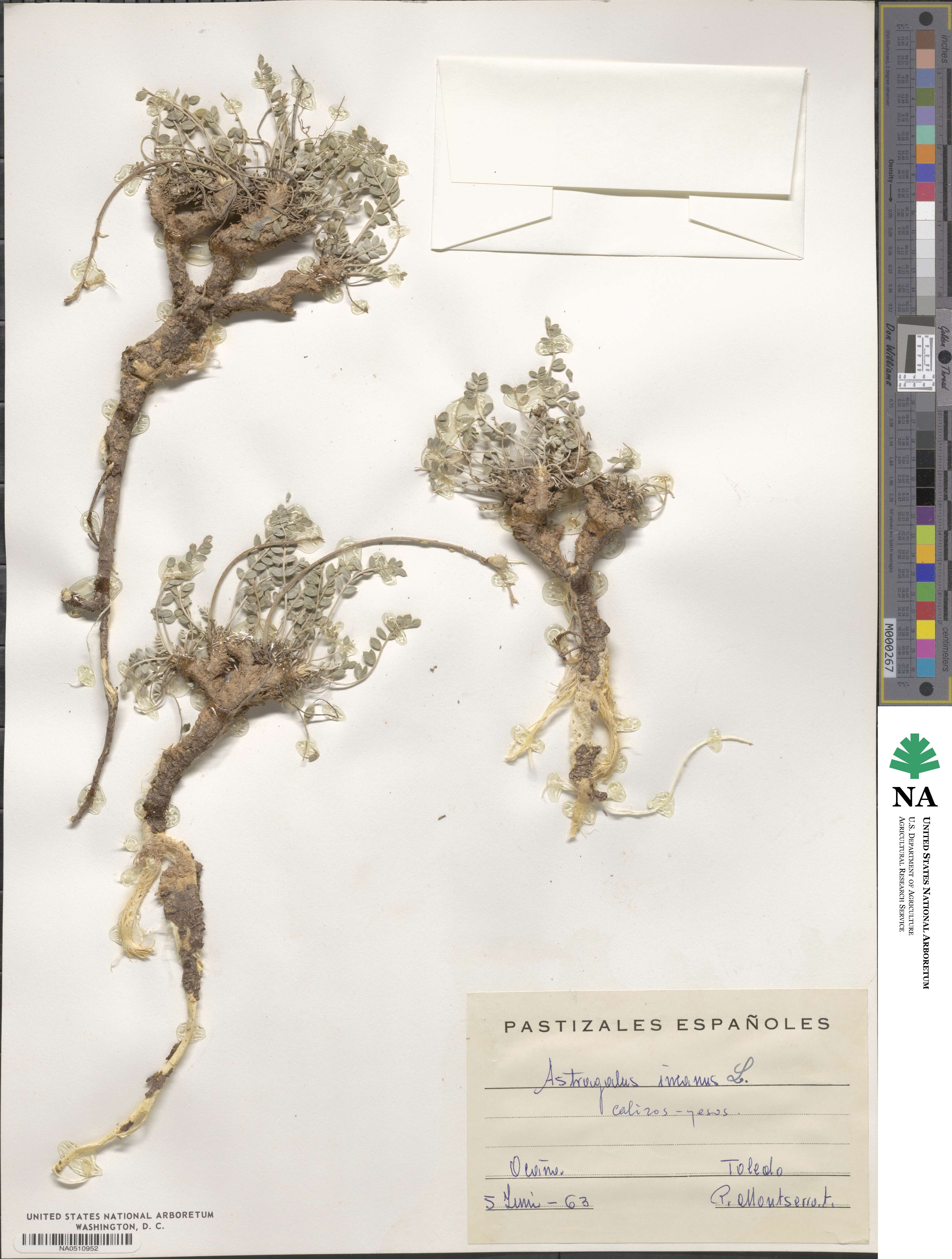 Astragalus incanus image