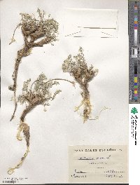 Astragalus incanus image