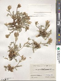 Astragalus incanus image