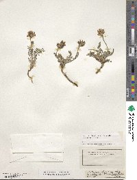 Astragalus leontinus image