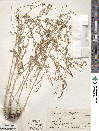 Astragalus melilotoides image