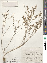 Astragalus melilotoides image