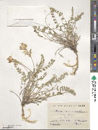 Astragalus monspessulanus image