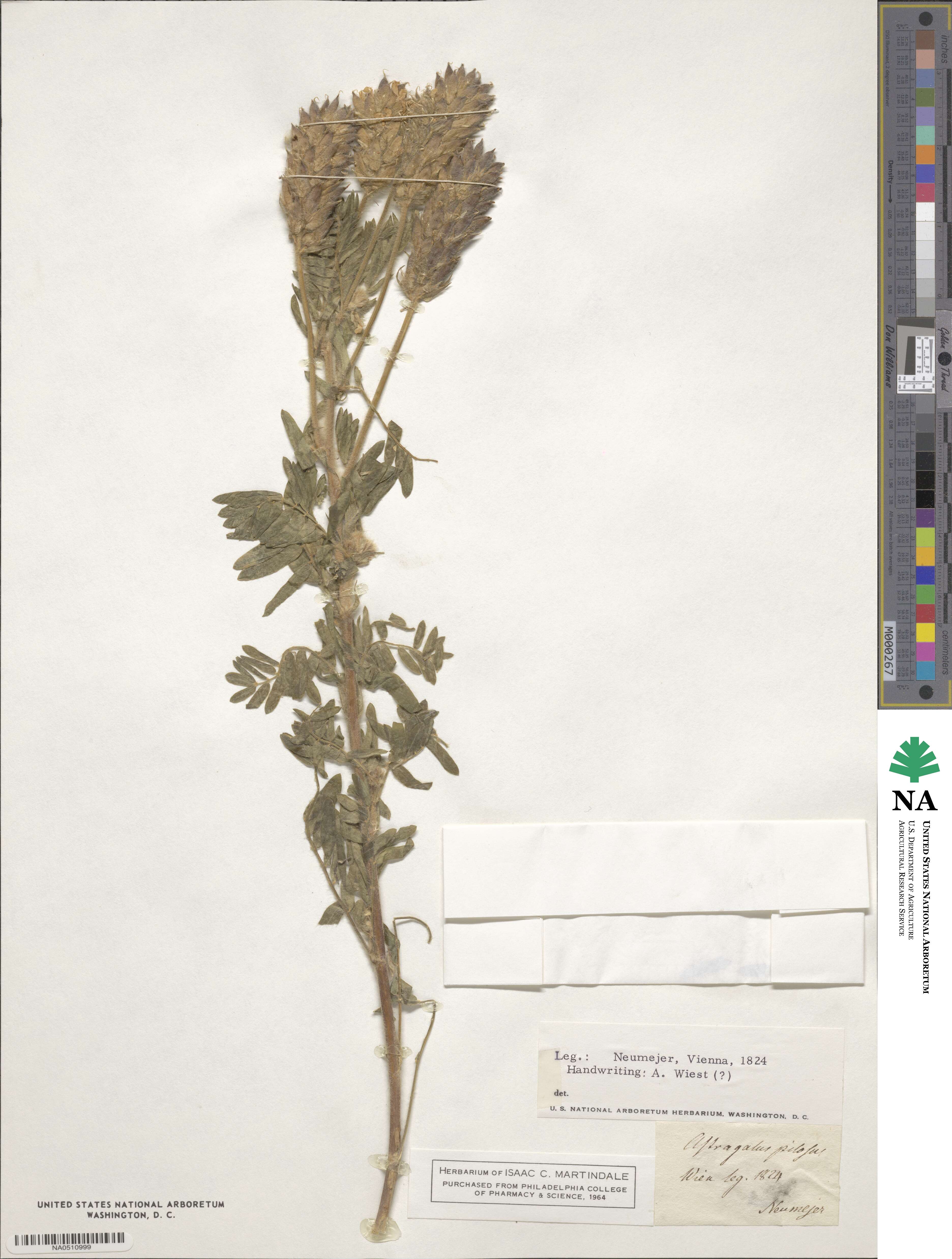 Oxytropis pilosa image