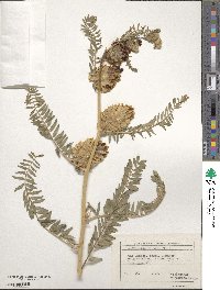 Astragalus ponticus image