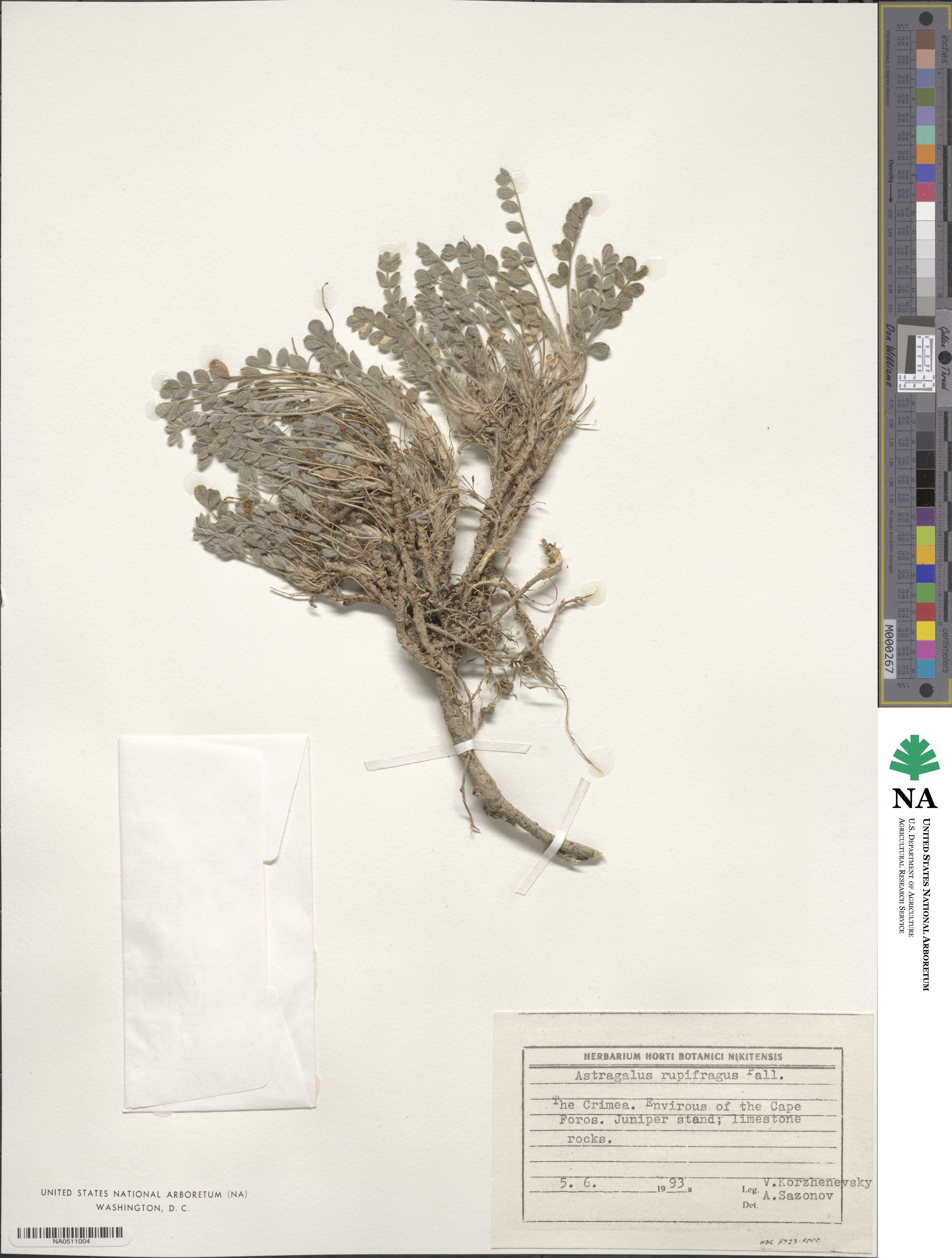 Astragalus rupifragus image