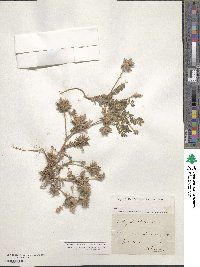 Astragalus stella image