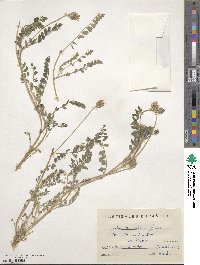 Astragalus stella image