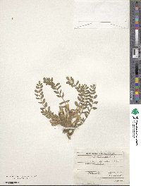 Astragalus utriger image