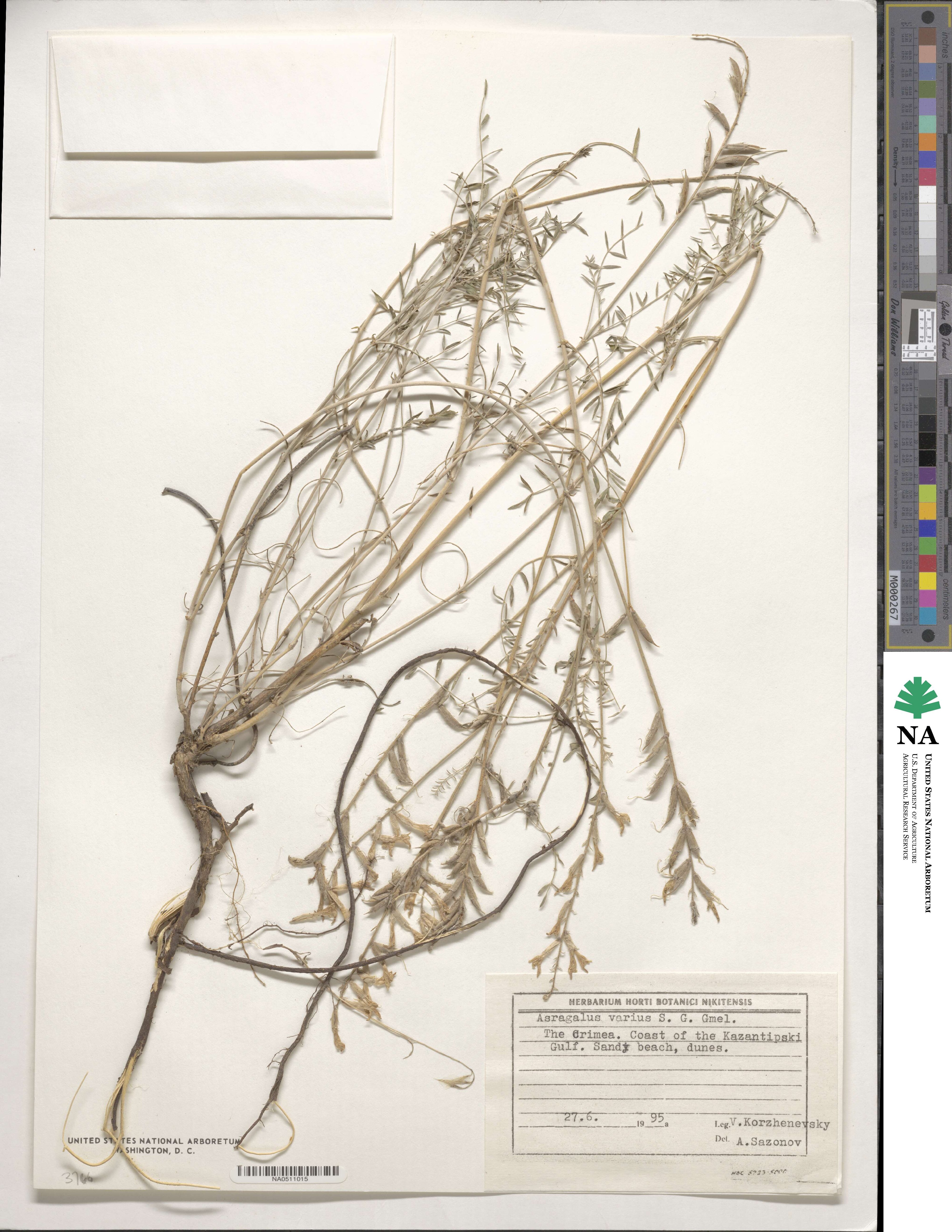 Astragalus robbinsii var. occidentalis image