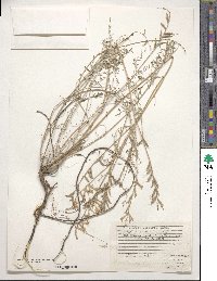 Astragalus robbinsii var. occidentalis image