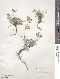 Astragalus vesicarius image