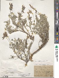 Astragalus vesicarius image