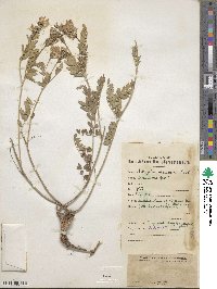 Astragalus lentiginosus var. iodanthus image